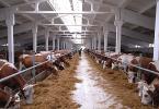 Скачать примерный бизнес-план: животноводство Бизнес план для организации животноводческой фермы