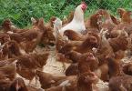 Как устроены органические куриные фермы Преимущества разведения кур, как бизнес направление